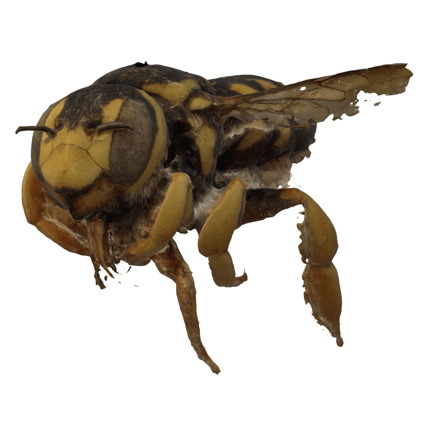 Masonry bee Content ClassConnect